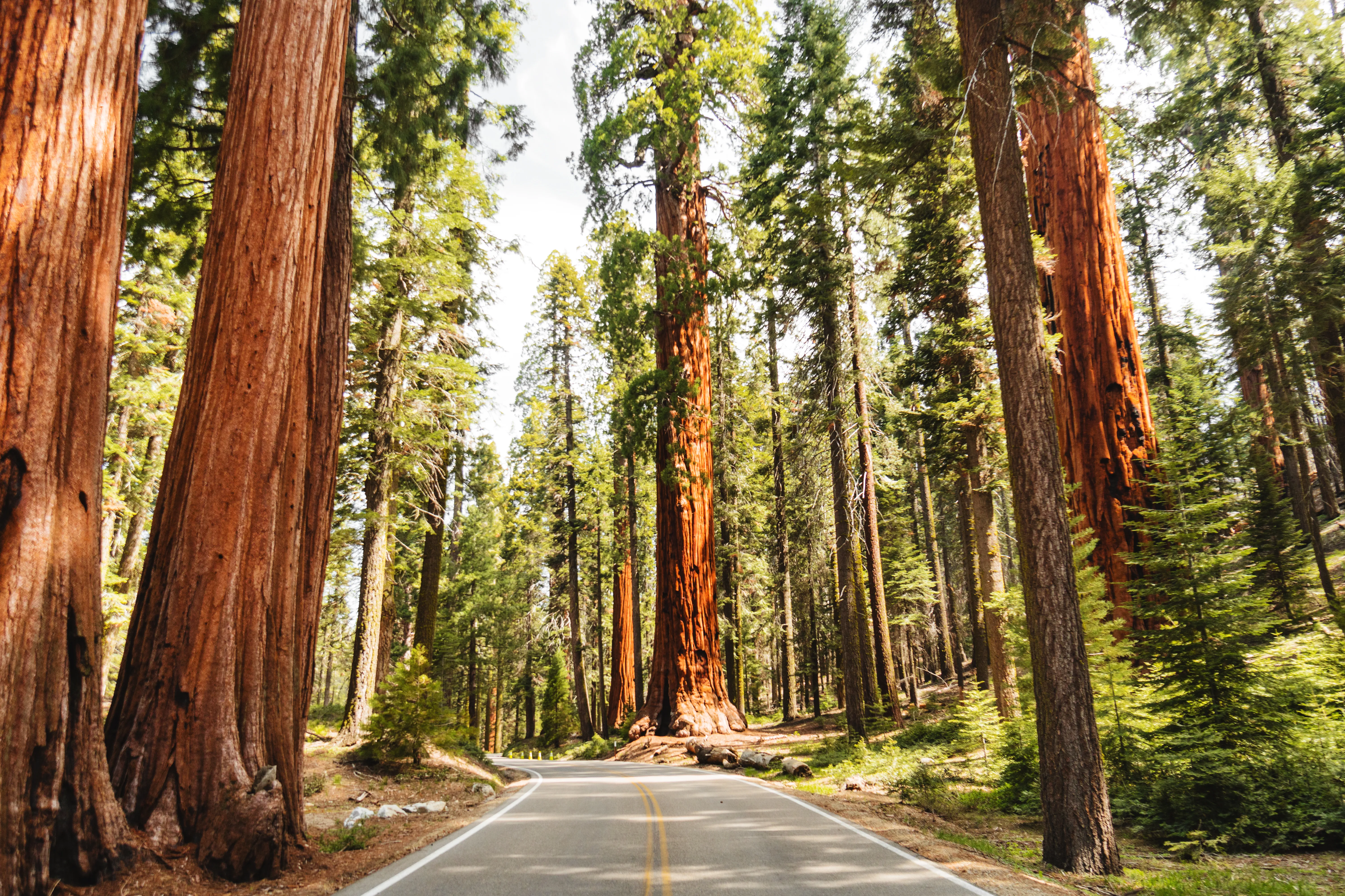 Portola Valley landscape